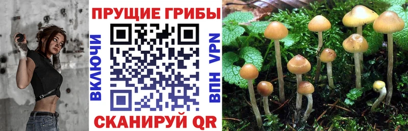Псилоцибиновые грибы Psilocybine cubensis закладка Красновишерск